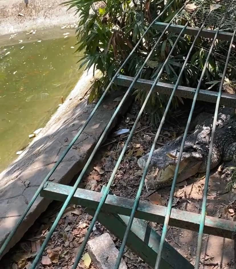 Ai cũng phải bật cười vì tạo dáng “khó đỡ” của những loài động vật tại đây.