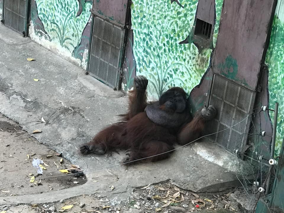 Mọi người vừa bất lực, vừa vui vẻ khi thấy các bé động vật được ngủ ngon lành.