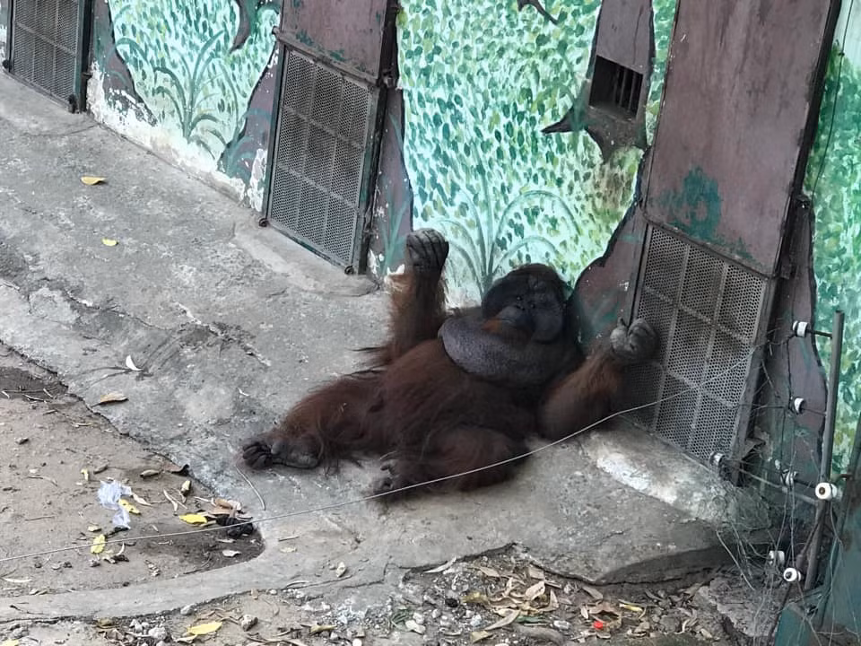 Mọi người vừa bất lực, vừa vui vẻ khi thấy các bé động vật được ngủ ngon lành.