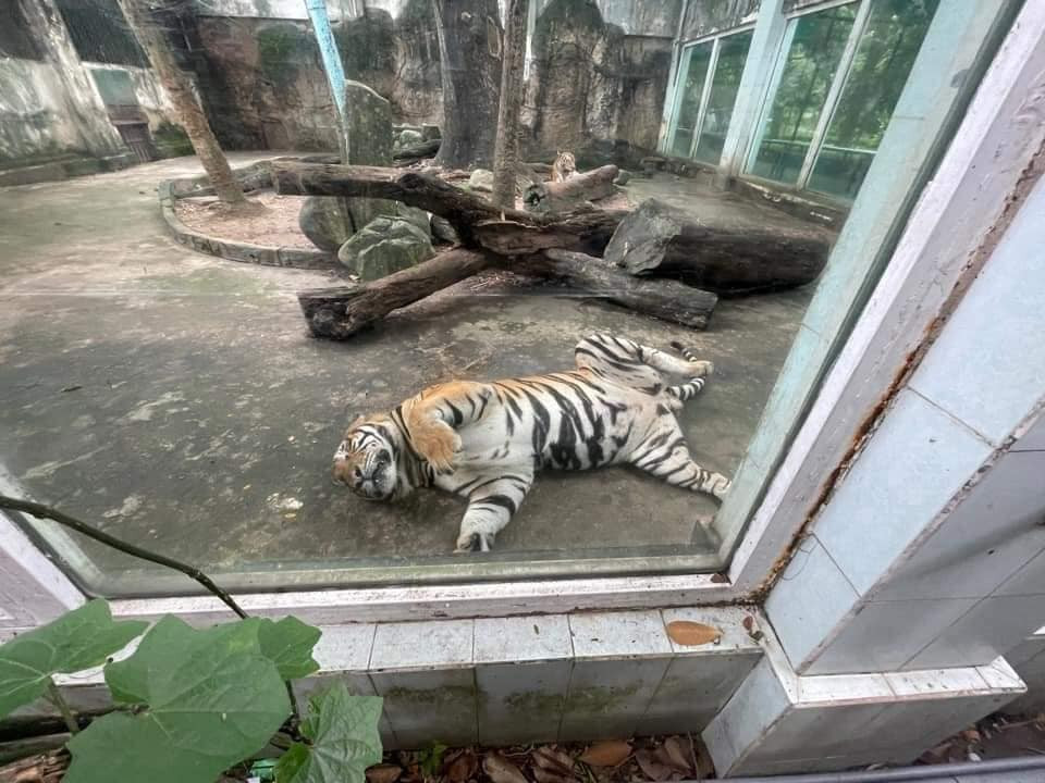 Tư thế ngủ vô cùng thoải mái của chúng chính là điểm khiến không ít du khách phải lấy điện thoại chụp ảnh và chia sẻ lên MXH.