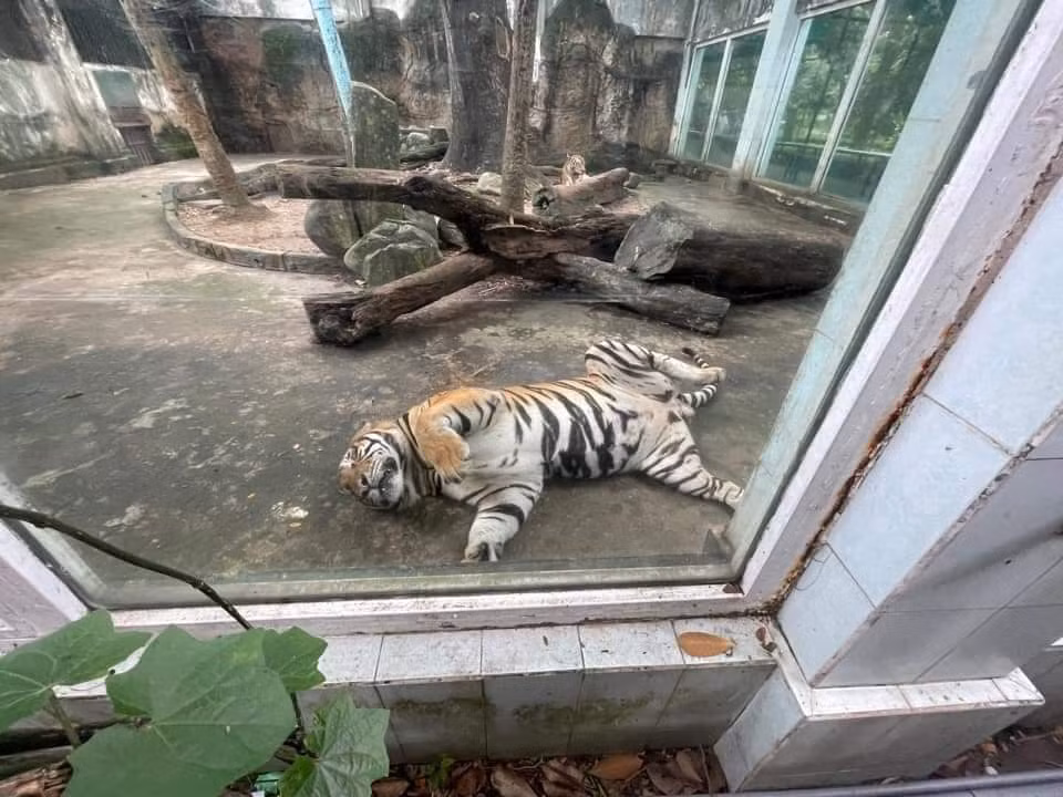 Tư thế ngủ vô cùng thoải mái của chúng chính là điểm khiến không ít du khách phải lấy điện thoại chụp ảnh và chia sẻ lên MXH.