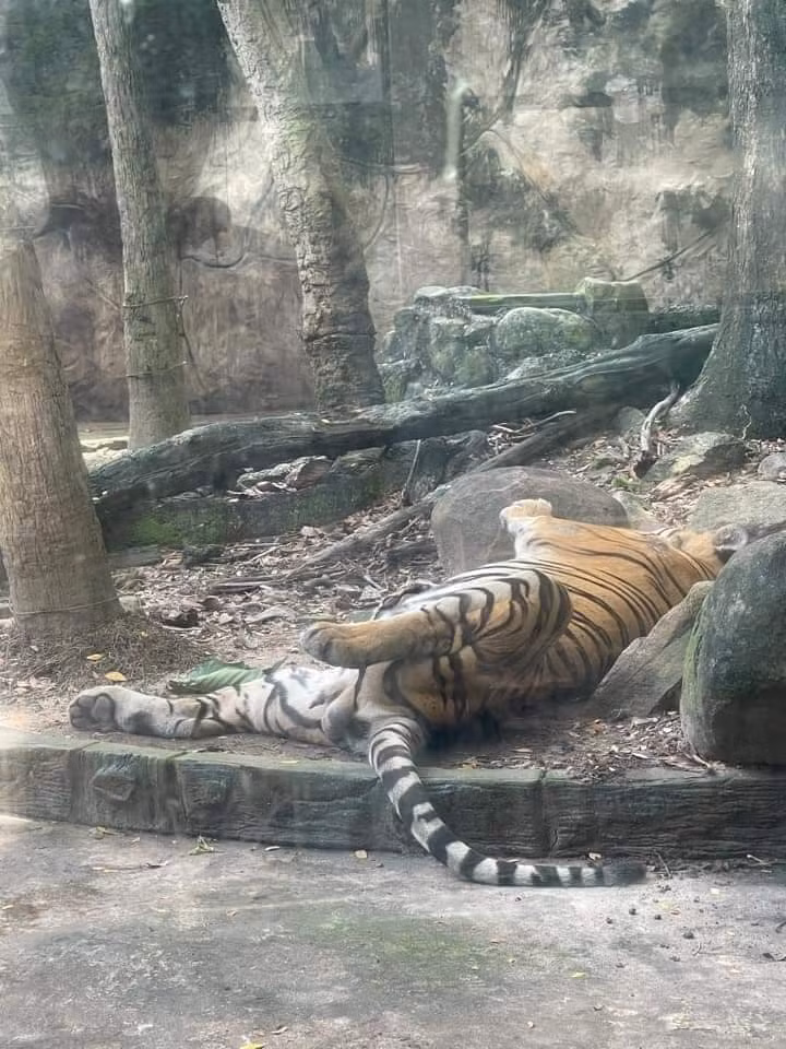 Một chú hổ đang ngủ “vắt lưỡi” trong chuồng, mặc kệ có người đang chụp ảnh mình.