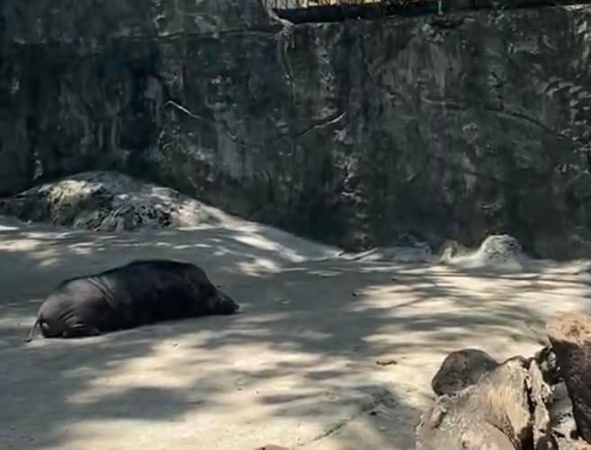 Nhiều người đùa rằng dù doanh thu hơn trăm tỷ thì các chú hổ, sư tử, gấu,... cũng cần có giờ nghỉ ngơi, nói không với việc tăng ca ngoài giờ hành chính.