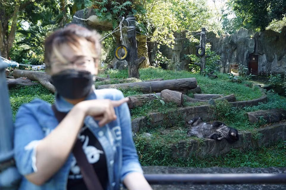 Mặc cho du khách đến tham quan nhưng chúng vẫn ngủ ngon lành.