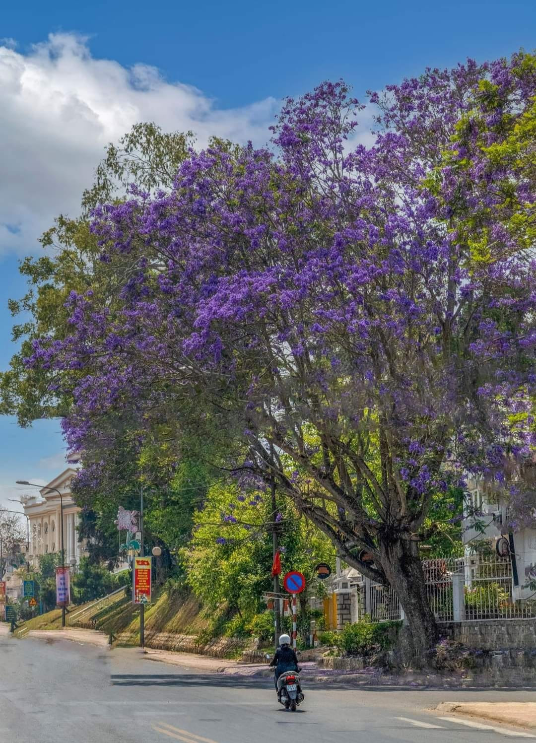 Gần đây, Đà Lạt thu hút đông đảo du khách đặc biệt là giới trẻ khi mùa hoa anh đào đến. Tuy nhiên vào thời điểm này, mùa hoa phượng tím đến sớm cũng làm nhiều người nao lòng bởi vẻ đẹp của nó. Ảnh: Mạnh Mạnh Thi