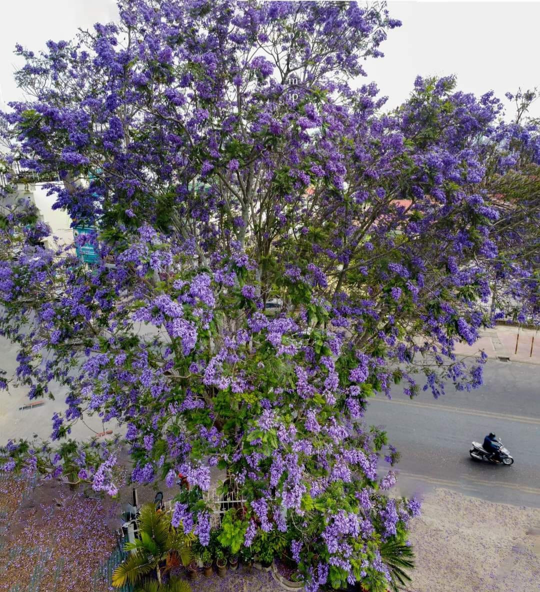 Mùa hoa phượng tím Đà Lạt đến sớm hơn dự kiến, mới đầu tháng 2 một số cung đường đã có hoa nở khiến du khách rục rịch sửa soạn cho chuyến du lịch sắp tới. Ảnh: Mạnh Mạnh Thi