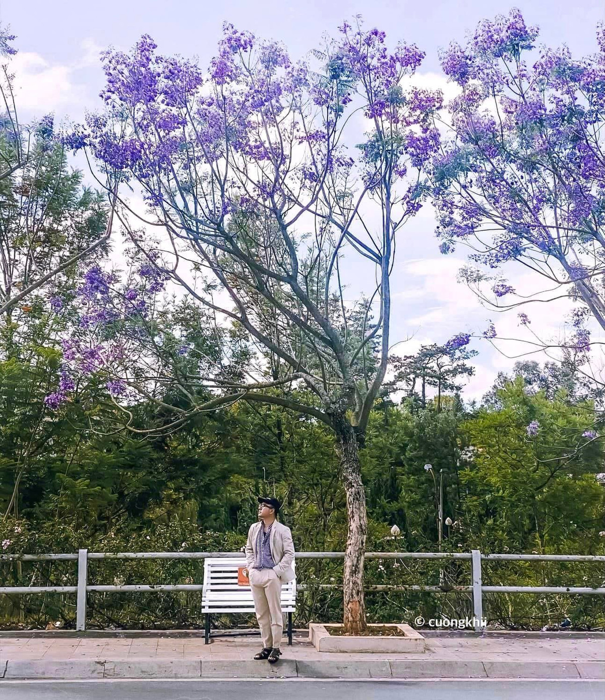 Phượng tím gắn liền với Đà Lạt càng tạo nên vẻ đẹp nên thơ, mộng mơ. Đồng thời, hoa phượng tím cũng là một trong những dấu hiệu báo mùa hè đang về. Ảnh: Cường Quốc Phạm
