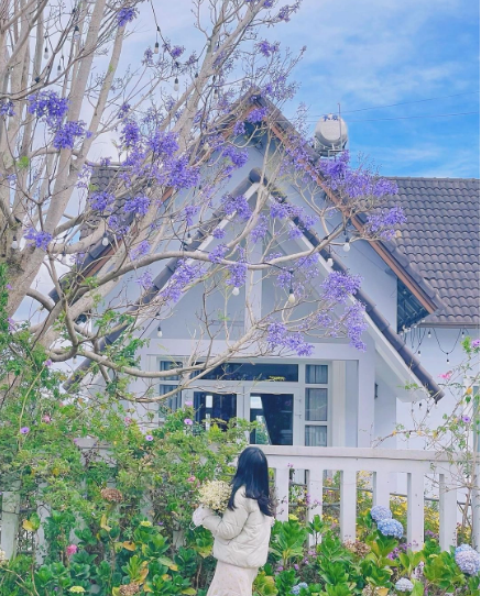 Dọc các tuyến phố ở Đà Lạt như Trần Phú, Hai Bà Trưng, Nguyễn Thị Minh Khai, quanh Hồ Xuân Hương... đều bung nở những cánh phượng tím. Ảnh: @kiyomihg