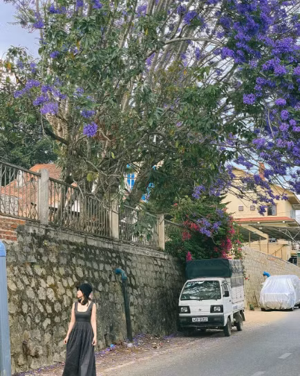 Cứ đến mùa phượng tím, những người mê chụp ảnh lại tìm về Đà Lạt. Ảnh: @lam_nq