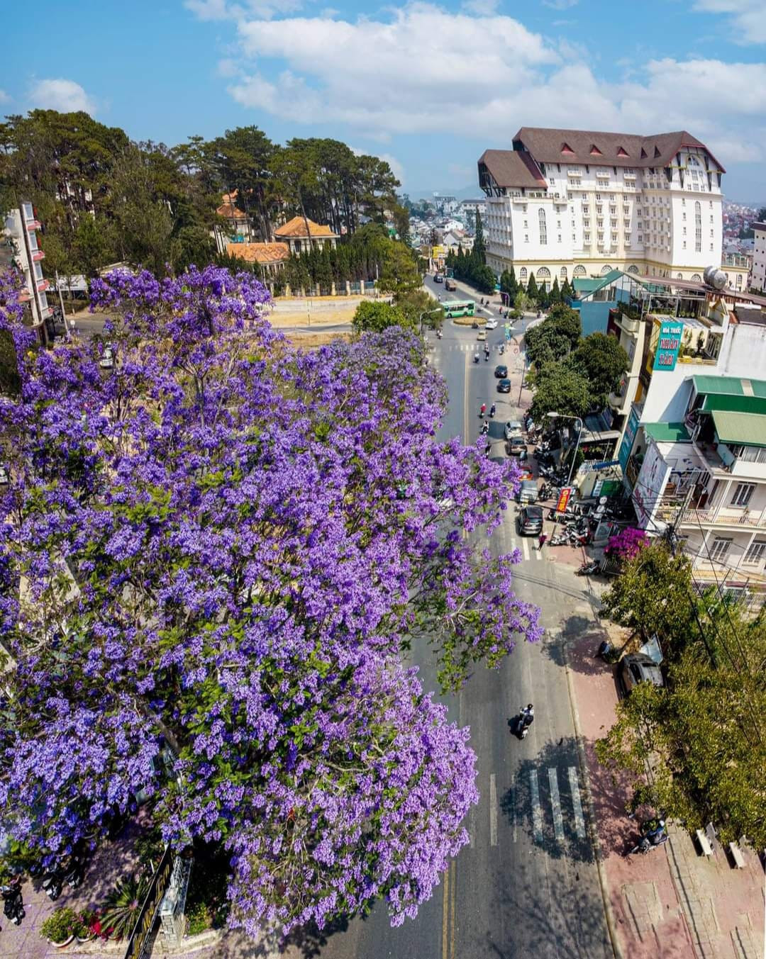 Những hình ảnh cây hoa phượng tím Đà Lạt nở rộ khiến dân tình xôn xao mấy ngày gần đây khi hoa anh đào vừa chuẩn bị đi qua. Ảnh: Mạnh Mạnh Thi