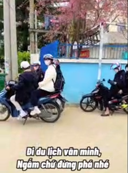 Dù người đàn ông quay clip đã khản cổ nói "đừng hái hoa bạn ơi", nhóm bạn trẻ vẫn chẳng bận tâm tới, cố gắng lựa cành đẹp cho mình.