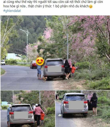 Hình ảnh một gia đình dừng đỗ xe bên đường và ngang nhiên bẻ cành, hái hoa mai anh đào khiến cư dân mạng bức xúc.