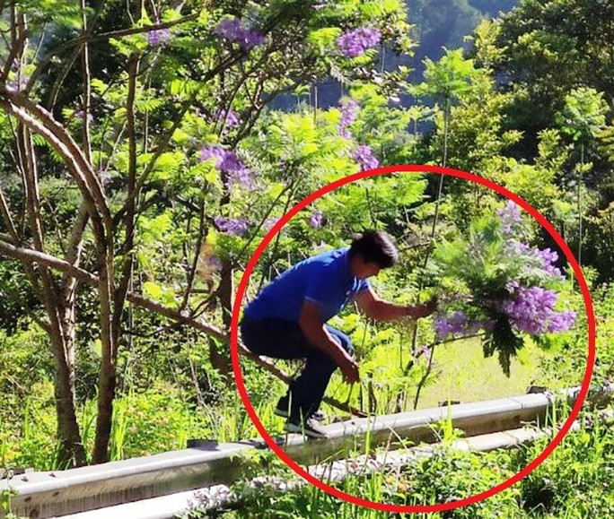 Một người đàn ông khác cũng vô tình lọt vào ống kính người qua đường khi có hành động bẻ cành phượng tím ở Đà Lạt. Ảnh: Tổng hợp