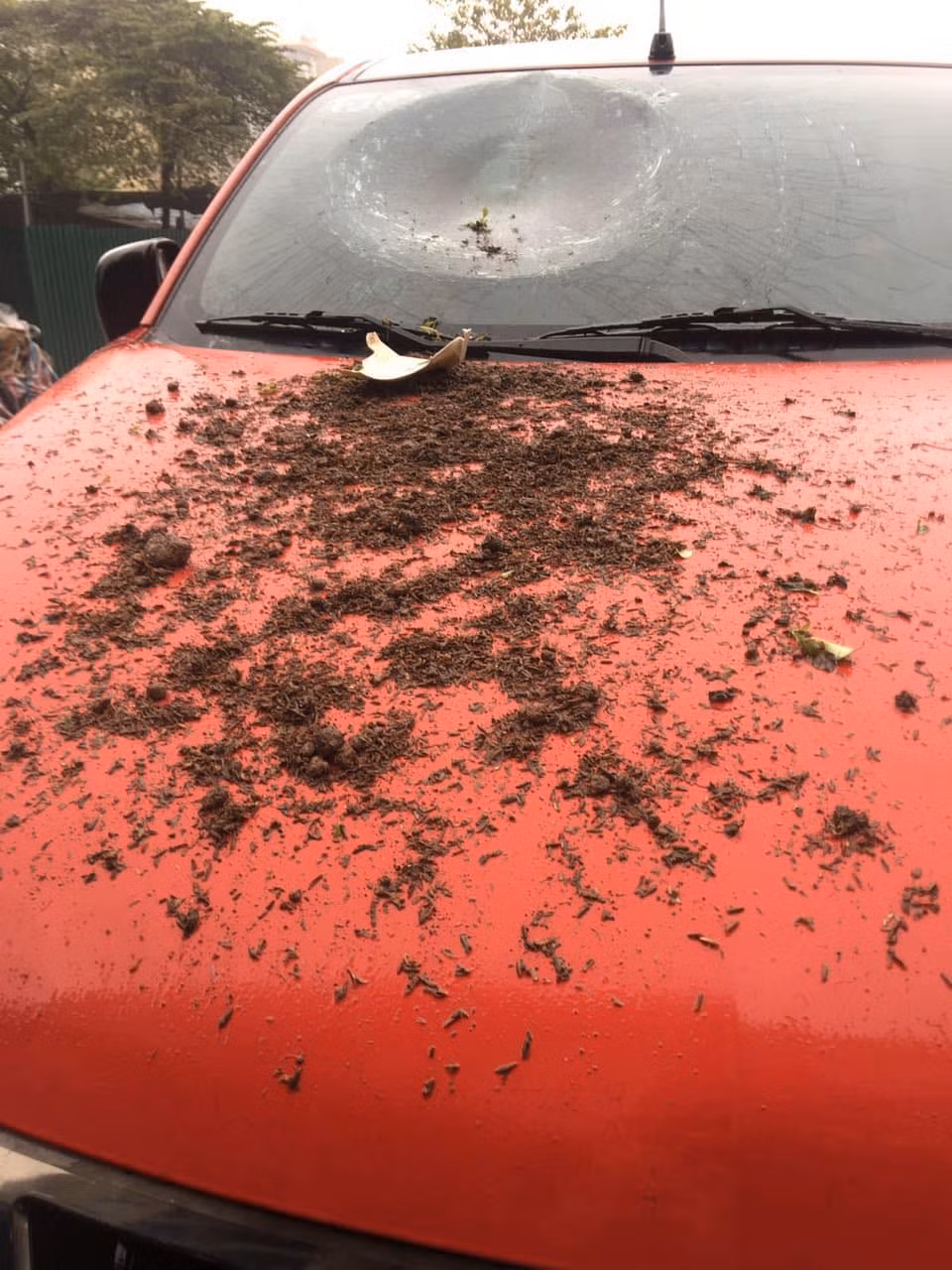 Theo người đăng tải cho biết, một chiếc ô tô màu đỏ sau khi đỗ xe dưới chung cư ngay lập tức nhận về cái kết nứt vỡ kính. Ảnh: Manh Hoàng OFFB