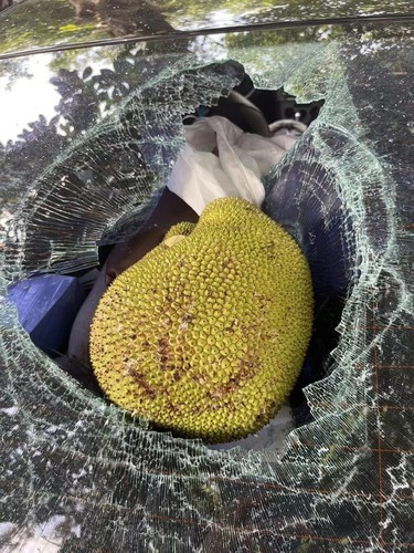 Có những trường hợp tài xế đỗ xe dưới cây ăn quả và nhận về cái kết vỡ nát mà không biết kêu ai.