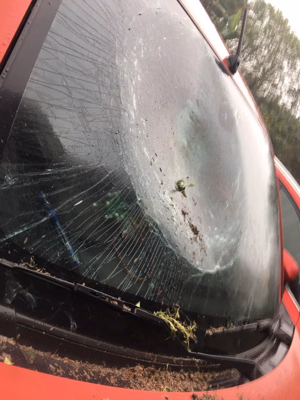 Có lẽ vì muốn chọn nơi mát mẻ để đậu xe, tài xế này đã đậu xe dưới sân chung cư rồi đi công việc. Nào ngờ khi quay lại, người này chỉ biết ngậm ngùi nhìn kính xe vỡ nát vì... một chậu cây cảnh. Ảnh: Manh Hoàng OFFB