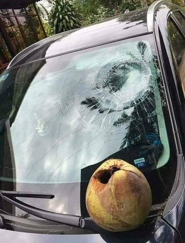 Không riêng gì quả mít, sức nặng của quả dừa cũng đủ khiến làm kính bị nứt vỡ.