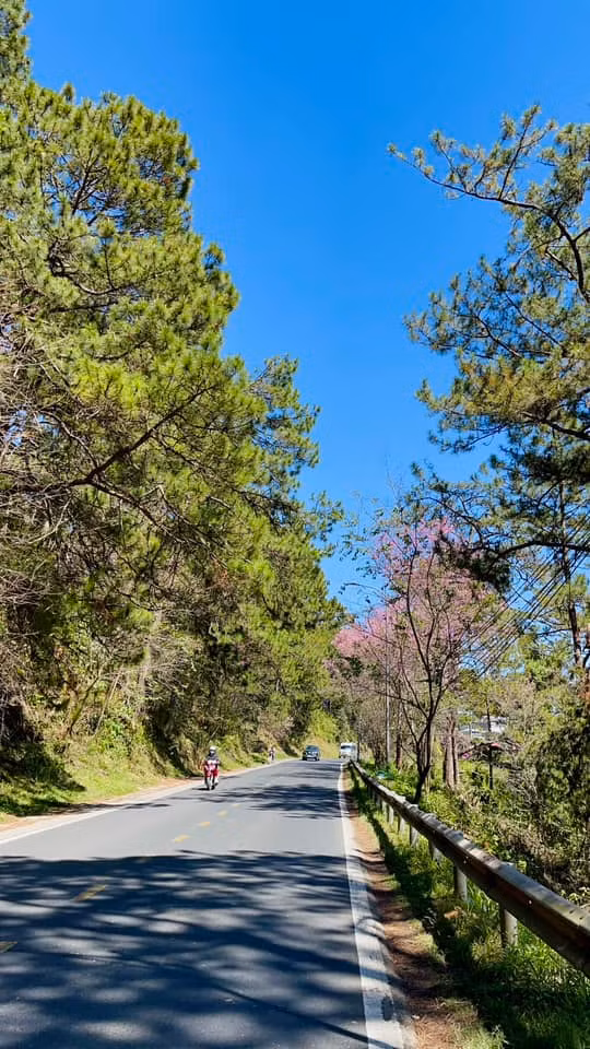 Đèo Prenn cũng là một trong những địa điểm ngắm mai anh đào Đà Lạt đẹp được nhiều người yêu thích. Ảnh: Tổng hợp Facebook