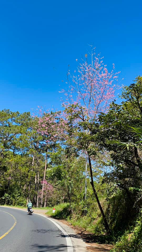 Bên cạnh đó, trên đường bạn còn được dừng chân để chiêm ngưỡng căn biệt thự màu trắng phong cách châu Âu ấn tượng, ngắm thác Prenn, tham quan thác Datanla,...