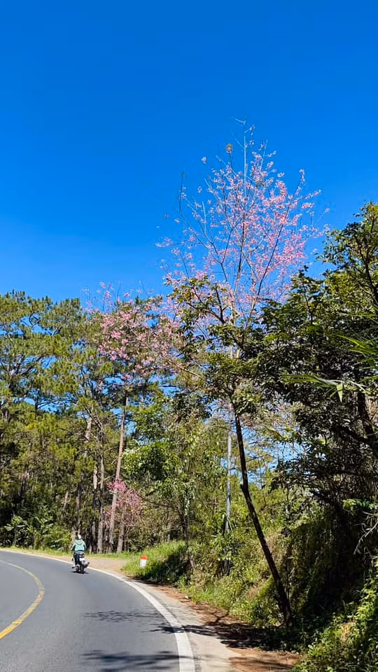 Bên cạnh đó, trên đường bạn còn được dừng chân để chiêm ngưỡng căn biệt thự màu trắng phong cách châu Âu ấn tượng, ngắm thác Prenn, tham quan thác Datanla,...