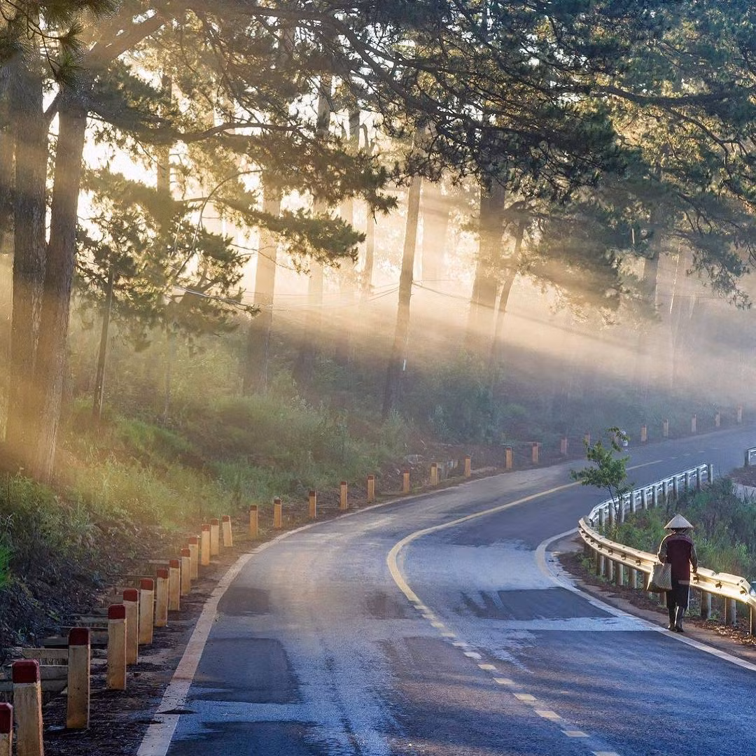 Nổi bật nhất ở trên cung đường đèo Prenn vẫn là cánh rừng thông xanh ngắt, nằm sát ngay bên đường đèo.