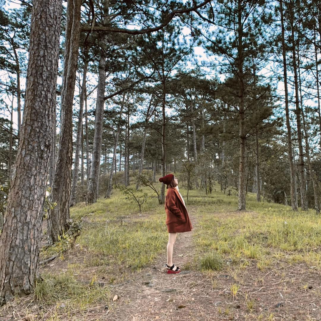 Những ai đã từng đi du lịch Đà Lạt ắt hẳn sẽ có trong tay không ít bức ảnh "sống ảo" ngay tại rừng thông trên con đường đèo Prenn.