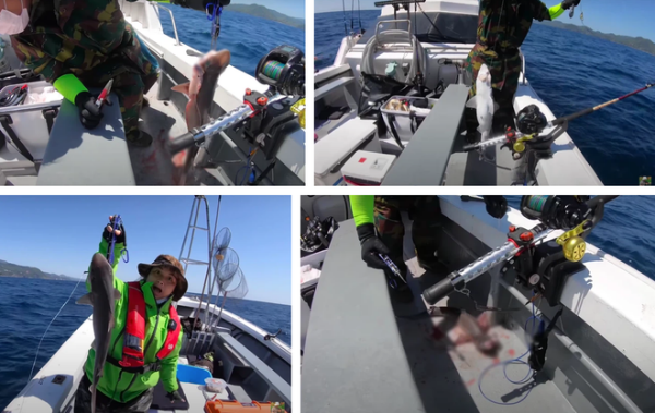 Quỳnh Trần JP từng khiến cư dân mạng tranh cãi gay gắt khi đăng tải video chế biến cá mập con. Cô chia sẻ cá mập con thường rất hiếm bán ở siêu thị nên cô đã mạnh tay chi đến hơn 40 triệu đồng để thuê thuyền đi câu cá ngoài biển.