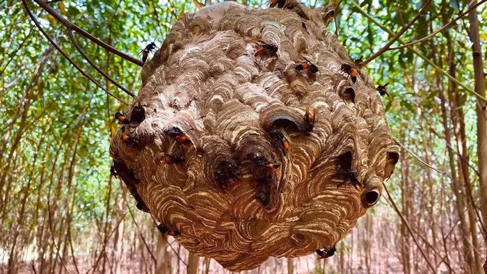  Cháu bé 2 tuổi tử vong khi bị ong vò vẽ đốt: Chiều 26/7, cháu T.G.K (26 tháng tuổi, trú xã Minh Thanh, huyện Yên Thành, Nghệ An) cùng người thân sang nhà hàng xóm chơi. Trong lúc chơi, cháu K. đi ra khu vườn (nơi gia đình hàng xóm nuôi ong) thì bị đàn ong bay ra tấn công dẫn đến tử vong. (Ảnh minh họa) 