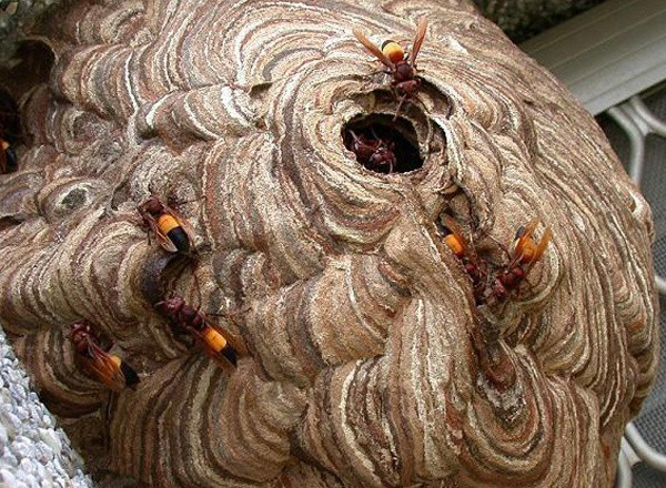  Cụ ông bị ong vò vẽ trong vườn nhà đốt 30 mũi tử vong: Trưa 27/7, cụ ông M.V.K (86 tuổi, trú huyện Hương Khê, Hà Tĩnh) ra vườn nhà thì bị ong vò vẽ tấn công, đốt 30 mũi vào người. Dù được tích cực cứu chữa, nhưng do tình trạng bệnh nhân chuyển biến xấu, đến chiều tối cùng ngày đã tử vong. 