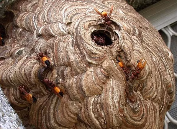  Cụ ông bị ong vò vẽ trong vườn nhà đốt 30 mũi tử vong: Trưa 27/7, cụ ông M.V.K (86 tuổi, trú huyện Hương Khê, Hà Tĩnh) ra vườn nhà thì bị ong vò vẽ tấn công, đốt 30 mũi vào người. Dù được tích cực cứu chữa, nhưng do tình trạng bệnh nhân chuyển biến xấu, đến chiều tối cùng ngày đã tử vong. 