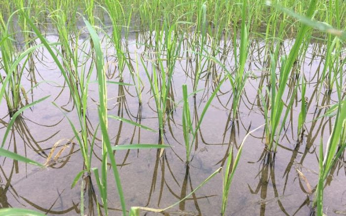  Một phụ nữ tử vong nghi do đuối nước: Ngày 20/7, lực lượng chức năng đã phát hiện thi thể N.T. H. H. (SN 1968, trú TP Yên Bái) ở khu đầm thuộc phạm vi Công ty cổ phần Môi trường và Năng lượng Nam Thành Yên Bái thuộc Xã Văn Phú, TP Yên Bái. Ngày 21/7, UBND xã Văn Phú cho biết, bước đầu xác định nạn nhân chết do đuối nước. 