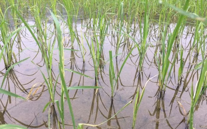  Một phụ nữ tử vong nghi do đuối nước: Ngày 20/7, lực lượng chức năng đã phát hiện thi thể N.T. H. H. (SN 1968, trú TP Yên Bái) ở khu đầm thuộc phạm vi Công ty cổ phần Môi trường và Năng lượng Nam Thành Yên Bái thuộc Xã Văn Phú, TP Yên Bái. Ngày 21/7, UBND xã Văn Phú cho biết, bước đầu xác định nạn nhân chết do đuối nước. 