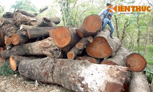 Vu chat cay xanh Ha Noi: Giang chuc, cach chuc nhieu can bo-Hinh-2