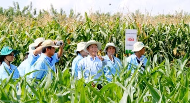 Năm 2014, tập đoàn HAGL dự kiến sẽ nâng diện tích trồng cây bắp từ 5.000 ha lên 8.000-10.000 ha và ước tính doanh thu lên đến 1.344 tỷ đồng vì đây là mặt hàng mang lại lợi nhuận "khủng".