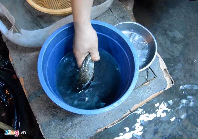 Sau khoảng 1 giờ đồng hồ bắt cá giữa đêm, gần chục chú cá trê, rô nằm gọn trong xô của Châu.