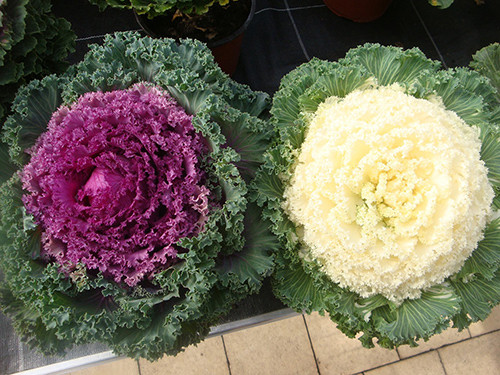 Để cây ra thành phẩm đẹp nhất mất trung bình khoảng 4 tháng kể từ khi gieo hạt.