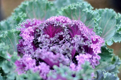 Trên thị trường, hạt giống bắp cải xoăn tím có giá 30.000 đồng/gói. Tỉ lệ nảy mầm của hạt là 80%.