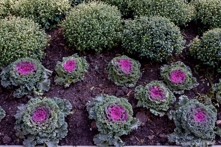 Mặc dù khác biệt về hình dáng so với nhiều loại cải bắp ở Việt Nam, song việc trồng cải xoăn màu tím cũng giống như trồng cải bình thường. Thời tiết càng lạnh màu cải càng tím, lá cuộn đẹp.