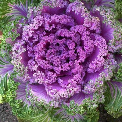 Vào các dịp tết, bắp cải tím thường được bán nhiều, song cải tím xoăn là hiếm hơn cả. Giá mỗi chậu cả dao động từ 30.000 -50.000 đồng (tùy loại lớn nhỏ).