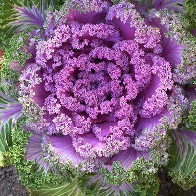 Vào các dịp tết, bắp cải tím thường được bán nhiều, song cải tím xoăn là hiếm hơn cả. Giá mỗi chậu cả dao động từ 30.000 -50.000 đồng (tùy loại lớn nhỏ).