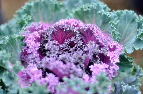 Trên thị trường, hạt giống bắp cải xoăn tím có giá 30.000 đồng/gói. Tỉ lệ nảy mầm của hạt là 80%.