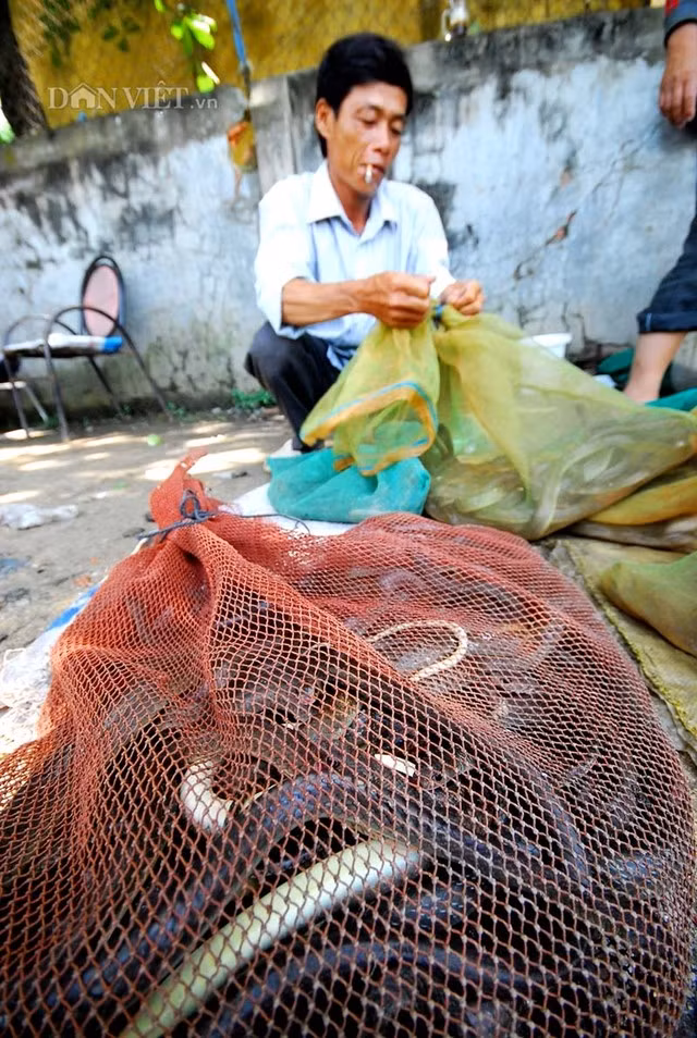 Mùa nước nổi, người dân đi bắt và bán rắn rất nhiều.