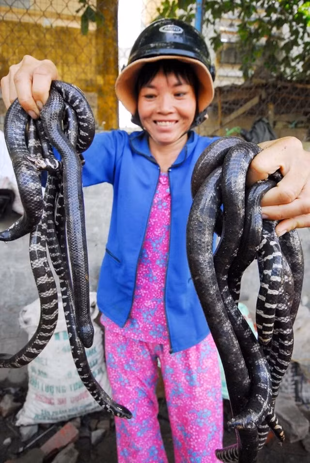 Thịt rắn ngon, bổ, nên không khi nào thiếu khách mua. Trong đó, rắn ri voi là các loại có giá trị thương phẩm nhất, không phải lúc nào cũng có. Hình ảnh người phụ nữ mang rắn đi bán.