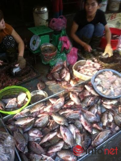 Cá ươn, thối hoạt động công khai tại chợ Sinh Viên.