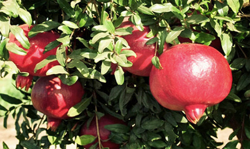 Theo Trung tâm nghiên cứu thực phẩm, lựu Việt Nam trái nhỏ, hột nhiều, vỏ khá dày, đôi khi vỏ sần sùi, tám vỏ. Trái vỏ xanh hoặc vàng nhẹ và chuyển sang đỏ khi chín.