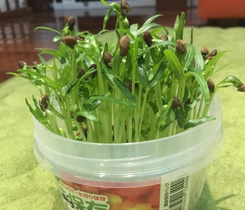 Tham khảo hướng dẫn trồng rau muống mầm dưới đây. Cách 1: Bạn chuẩn bị hạt giống rau muống, ngâm vào nước qua đêm. Sáng hôm sau thay nước, và để ngập nửa hạt giống. Theo dõi khi thấy hạt mầm rau muống đã lên thì mang chậu ra nơi có ánh sáng nhẹ.