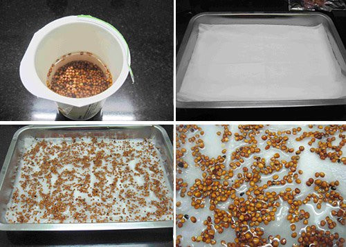 Ngâm hạt trong nước 3h - 6h rồi vớt ra ủ lại bằng khăn giấy có thấm nước từ 6h - 10h. Để hạt giống ráo khô sau khi ủ.