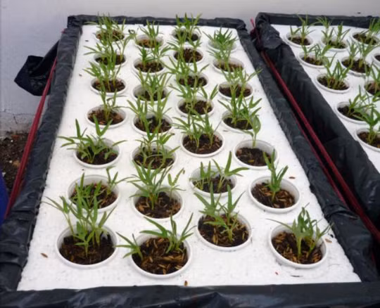 Hạt giống sẽ hút nước dinh dưỡng qua lỗ thủng ở hộp nhựa, qua lớp tro trấu và xơ dừa. Theo dõi mực nước trong hộp xốp, cần pha dinh dưỡng thêm vào khi mực nước thấp hơn bộ rễ.