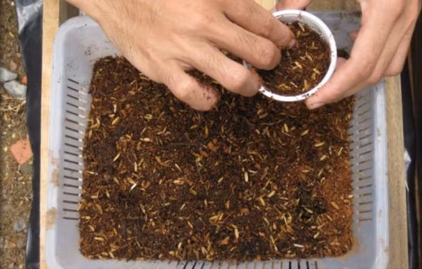 Dùng xơ dừa nhồi dưới đáy hộp nhựa, cho tro trấu bên trên, đặt các hộp này vào các lỗ đã đục trên miếng xốp. Sau đó, bạn gieo hạt vào hộp nhựa, 2-3 hạt, độ sâu khoảng 1cm.