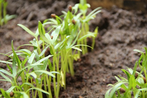 Khi hạt ra được 2- 3 cặp lá rồi mới đem cây ra ngoài có ánh nắng. Khoảng 40 - 50 ngày gieo có thể thu hoạch rau muống đợt đầu tiên.